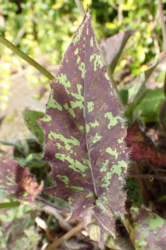 Dappled Hawkweed