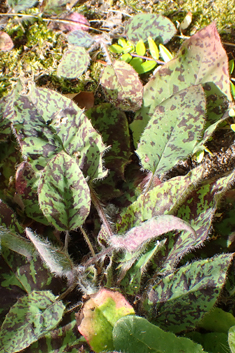 Dappled Hawkweed