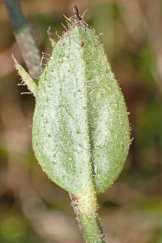 Hairy-stemmed Hawkweed