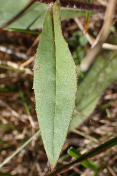 Hairy-stemmed Hawkweed