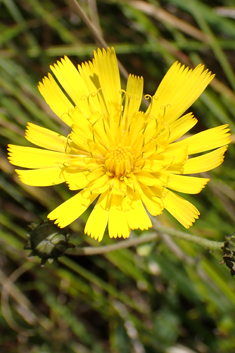 Narrow-leaved Hawkweed