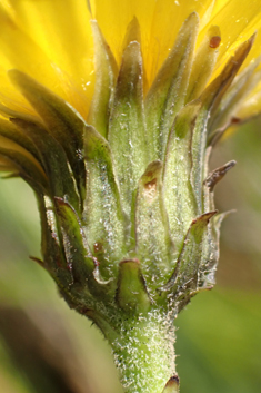 Narrow-leaved Hawkweed