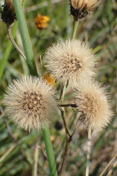 Narrow-leaved Hawkweed