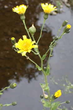 Glabrous-headed Hawkweed
