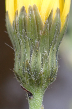 Glabrous-headed Hawkweed
