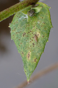Glabrous-headed Hawkweed