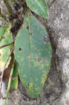 Glabrous-headed Hawkweed