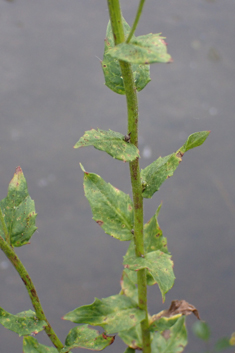 Glabrous-headed Hawkweed