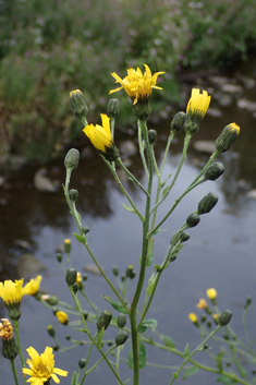 Glabrous-headed Hawkweed