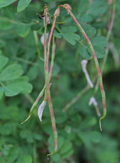 Scorpion Senna