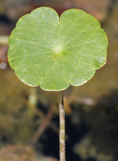 Floating Pennywort