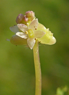 Marsh Pennywort