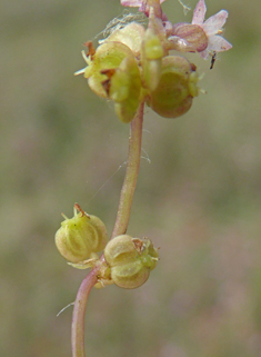 Marsh Pennywort