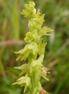 Musk Orchid