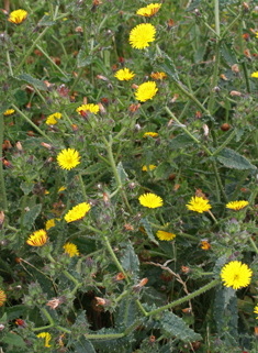 Bristly Oxtongue