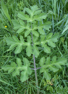 Common Hogweed