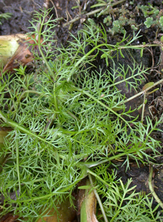 Lesser Marshwort