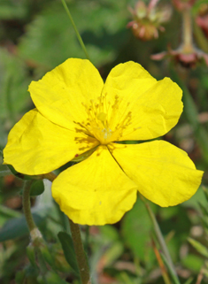 Common Rock-rose