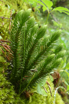 Fir Clubmoss