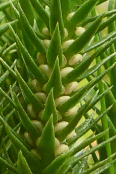 Fir Clubmoss