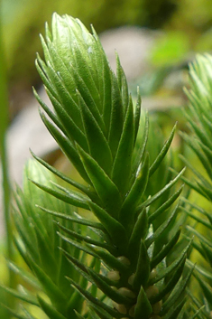 Fir Clubmoss