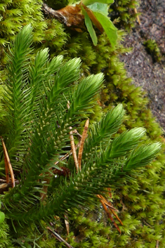 Fir Clubmoss