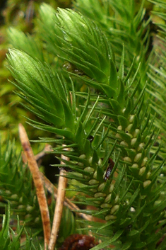 Fir Clubmoss