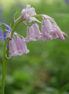 Common Bluebell