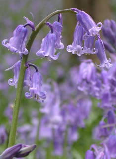 Common Bluebell