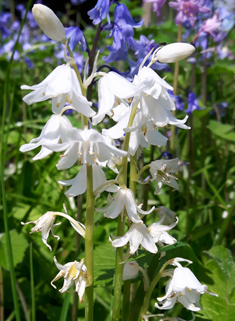 Hybrid Bluebell