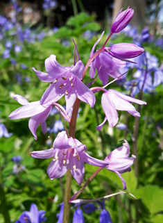 Hybrid Bluebell