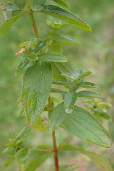 Des Etangs' St John's-wort