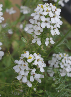 Small Candytuft