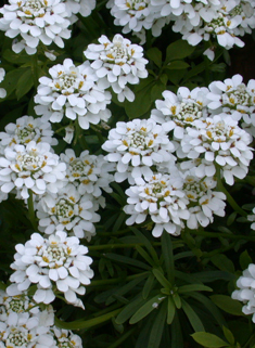 Perennial Candytuft