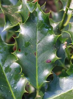 European Holly