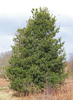 European Holly