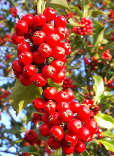 European Holly