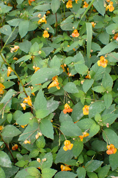 Orange Balsam