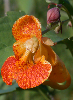 Orange Balsam