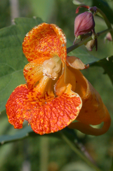 Orange Balsam