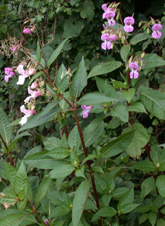 Indian Balsam