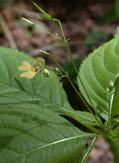 Small Balsam