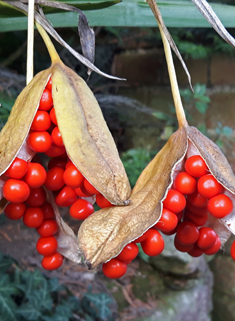 Stinking Iris