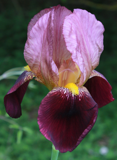 Bearded Iris