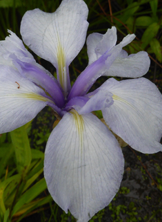 Hybrid Irises