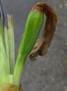 Hybrid Irises