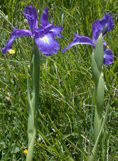 Pyrenean Iris