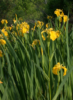 Yellow Iris