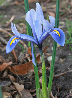 Reticulate Dwarf Iris