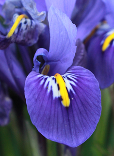 Reticulate Dwarf Iris